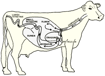 Ruminant stomach flow of digesta Picture