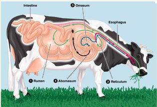 Digestive system of cow Picture
