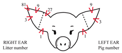 Ear Notching of Piglets Picture