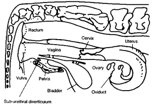 Reproductive System Picture of Female Cow