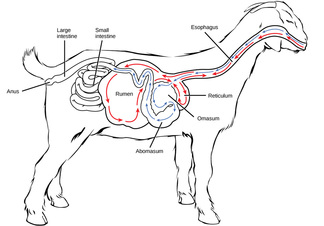 Goat Digestive System Picture